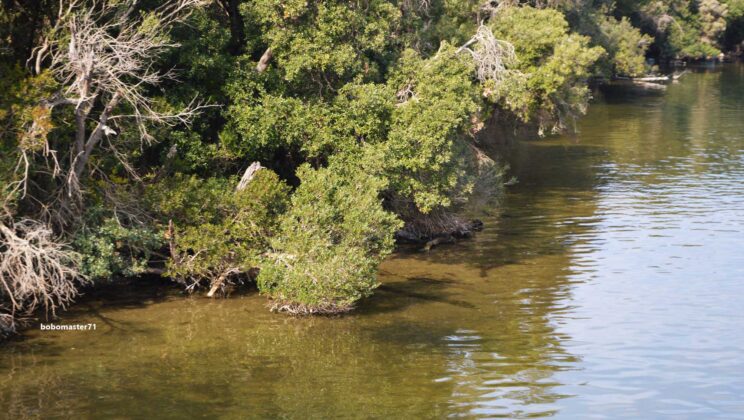 La governance nel diritto internazionale dell’ambiente